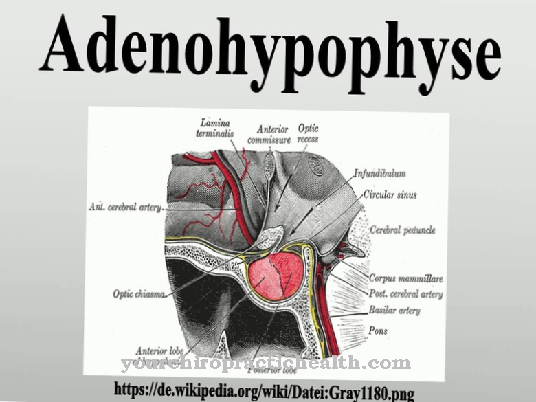 adenohypofýzy