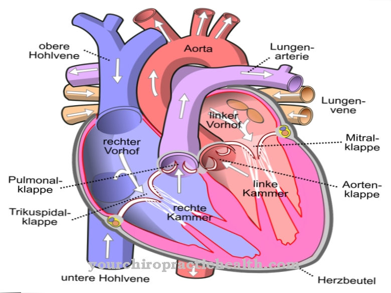La valve aortique
