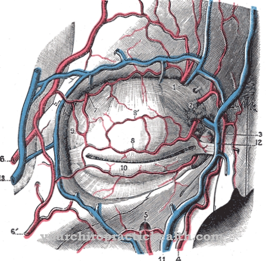 Arteri sudut