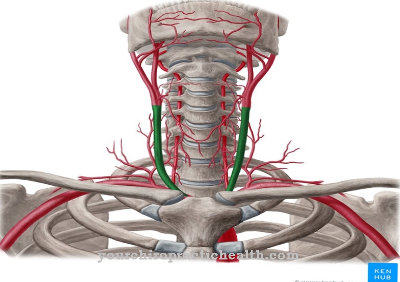 Zajednička karotidna arterija