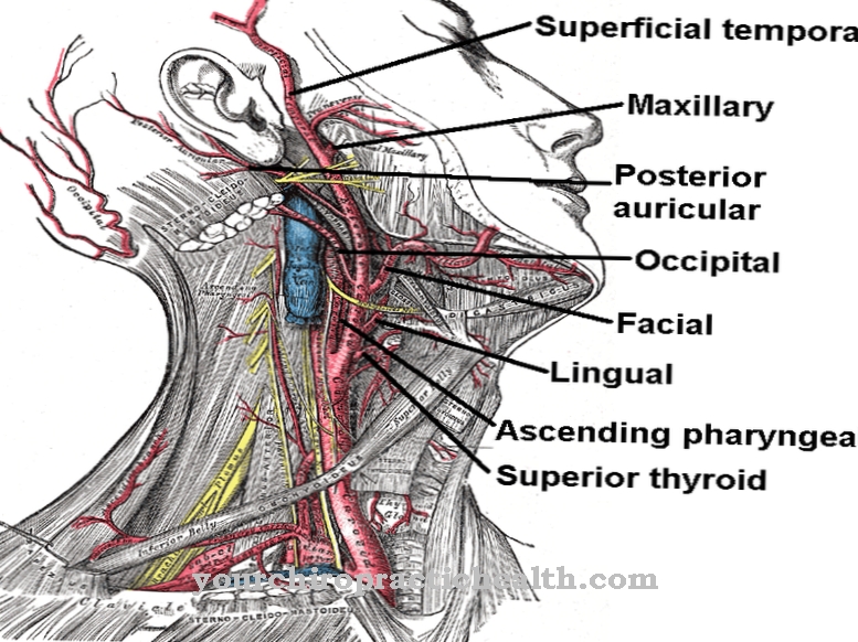 Zunanja karotidna arterija