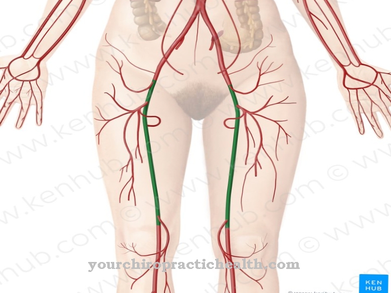 Arteria femorale