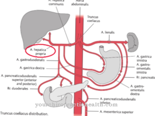 Arteria epatica comune