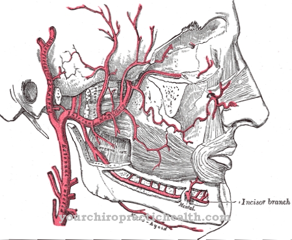 Maxillary artéria