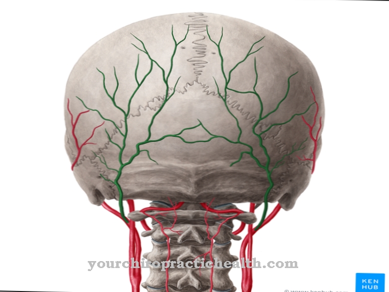 Anatomia - Arteria occipitale
