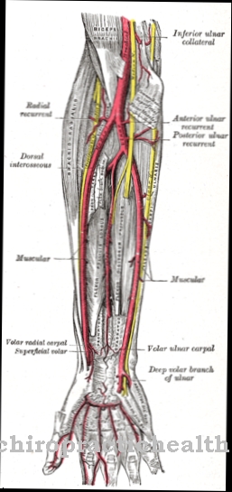 Artère radiale