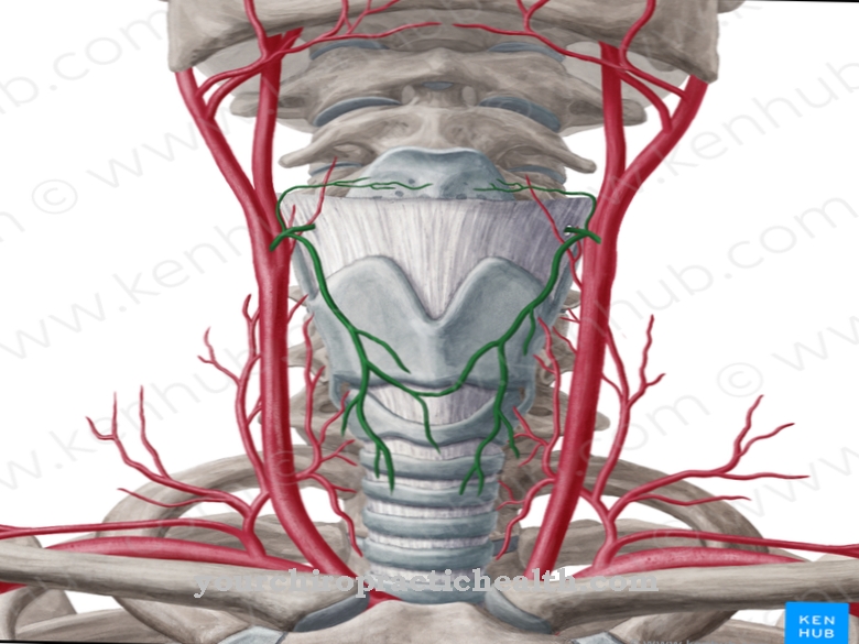 Arteri tiroid yang unggul