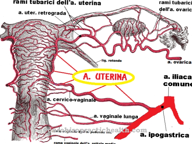 Arteri vagina