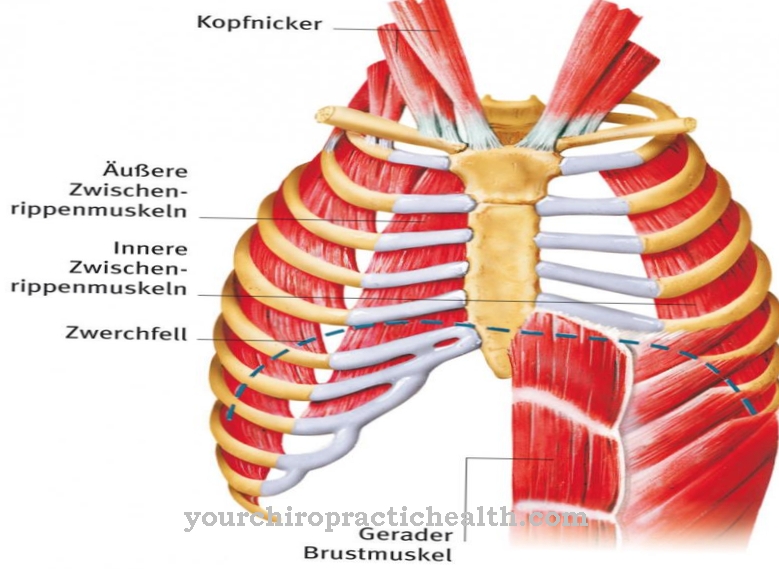 Respiratory muscles