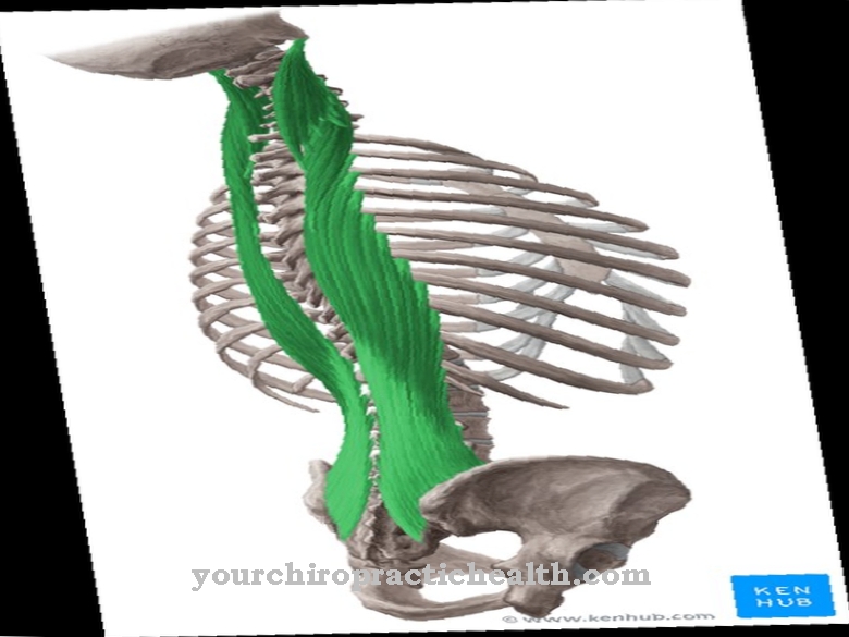 Autochthonous back muscles