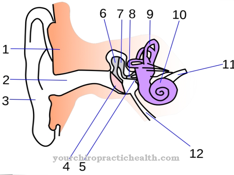 Semicircular canals