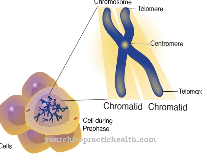 chromatid