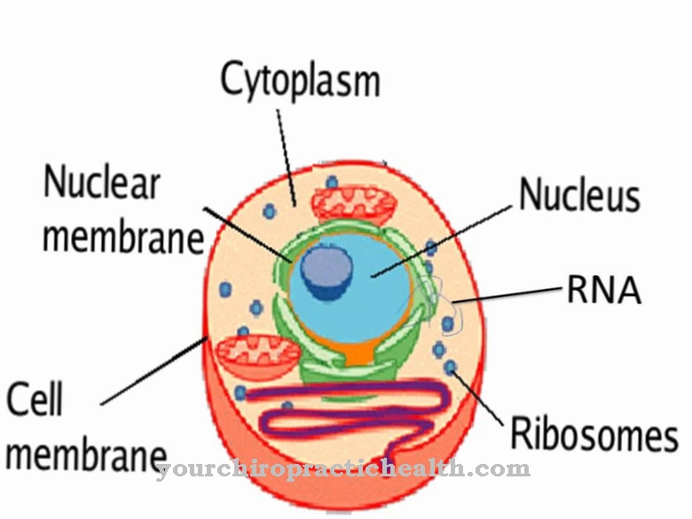 cytoplazma
