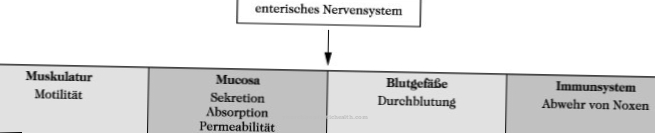 Sistem nervos enteric