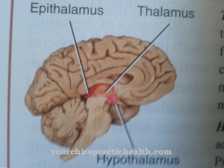 Épithalamus