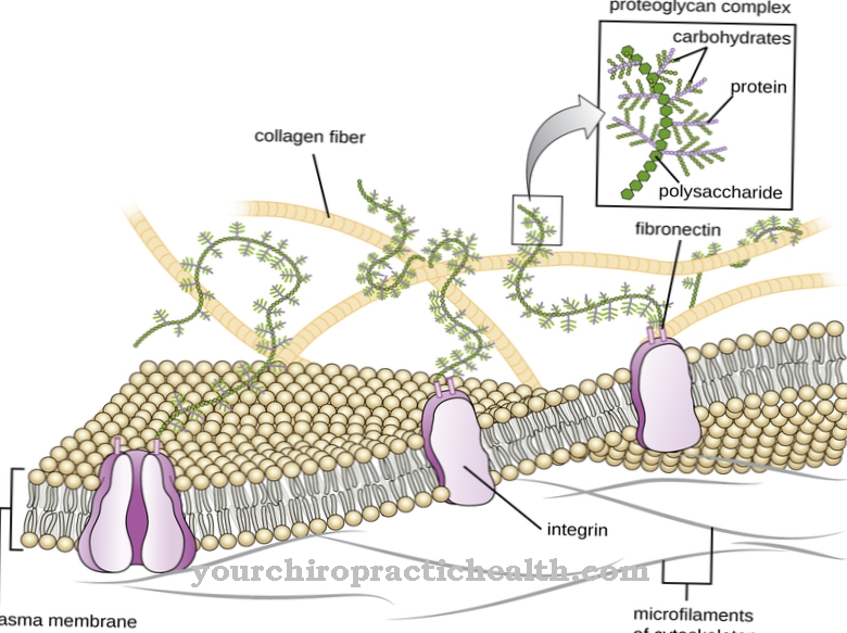 Matrice extracellulaire