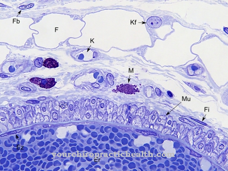 Fibrocyte