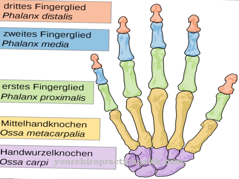 Костите на пръстите