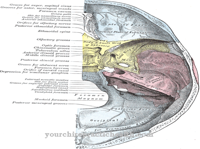 Anatómia - Fossa cranii media