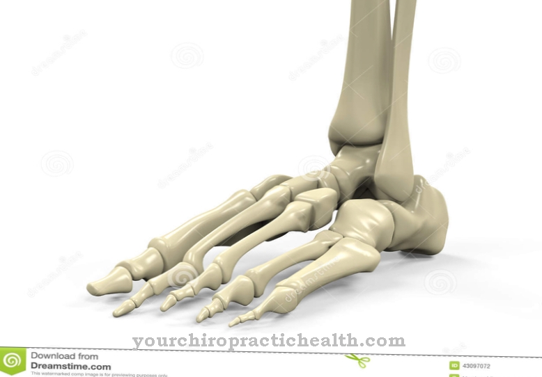 Foot skeleton
