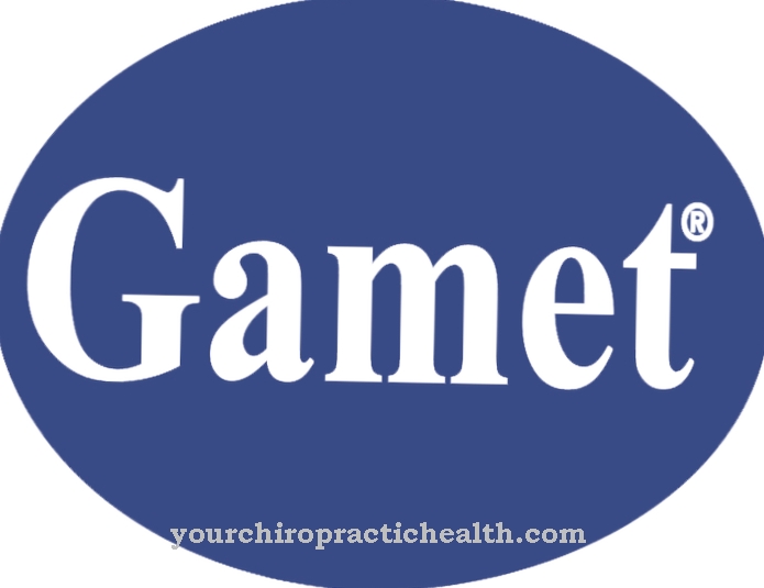 Anatoomia - Gamet