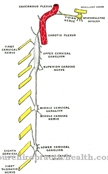 Superior cervical ganglion