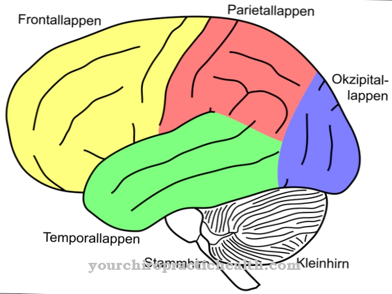 Cerebral cortex