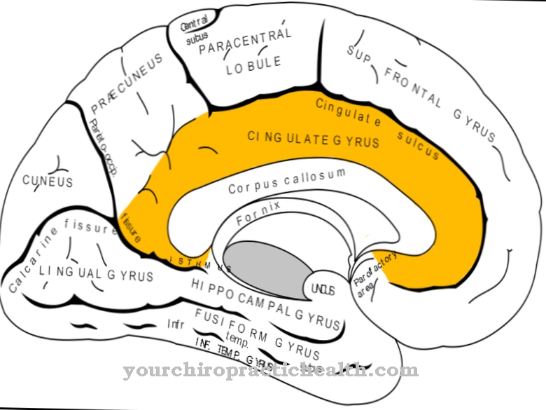 Cingulati gyrus