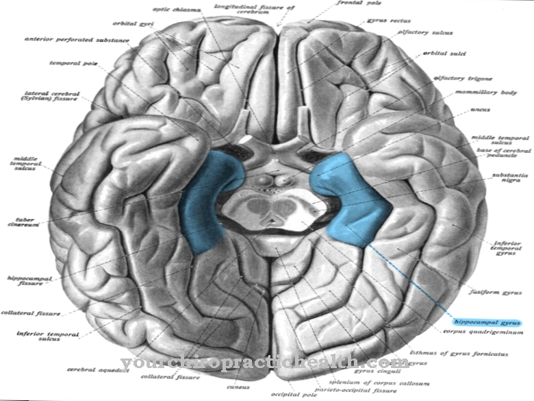 Parahippocampal gyrus