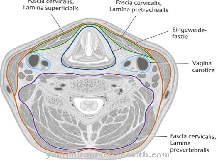 Fascia cervical