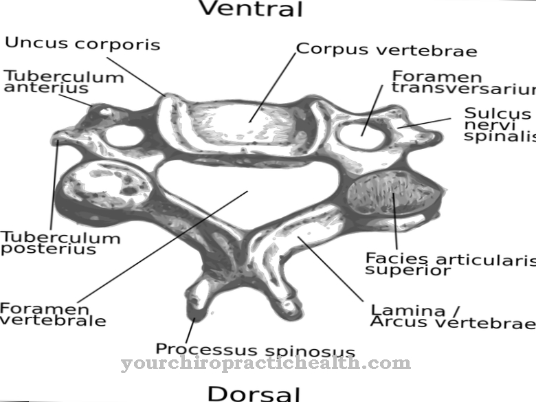 Vretenci materničnega vratu