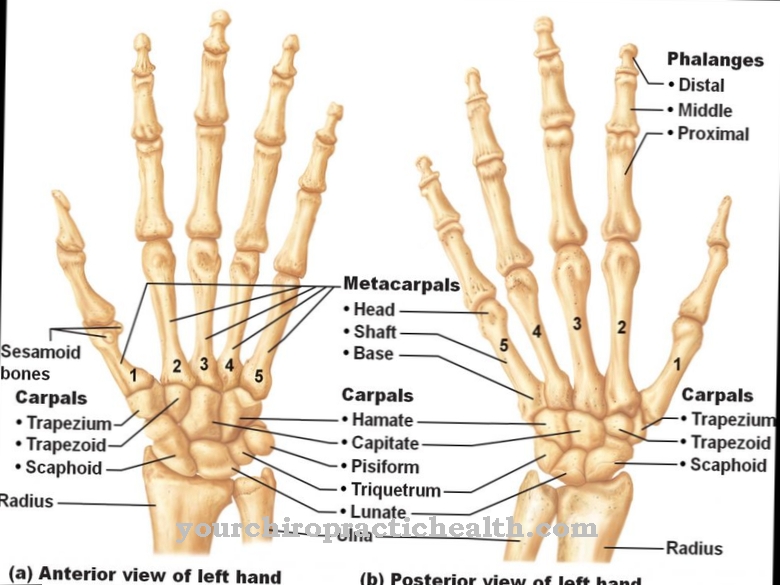 Anatomija - Karpalne kosti