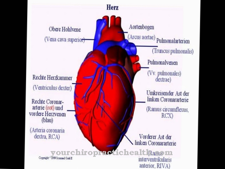 Anatomy - Coronary arteries
