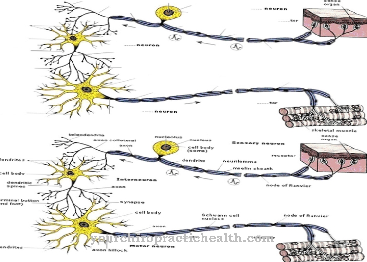 Interneuronas