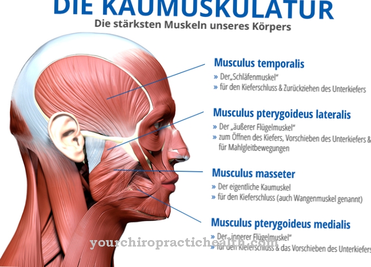 Masticatory muscles