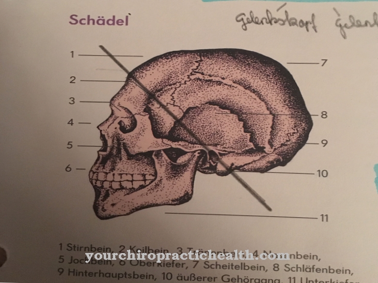 Sphenoid bone
