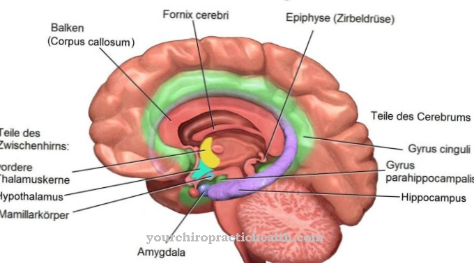 Hệ thống limbic