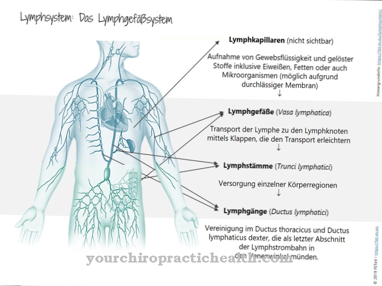 Лімфатична система