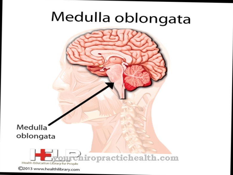 Medula oblonga