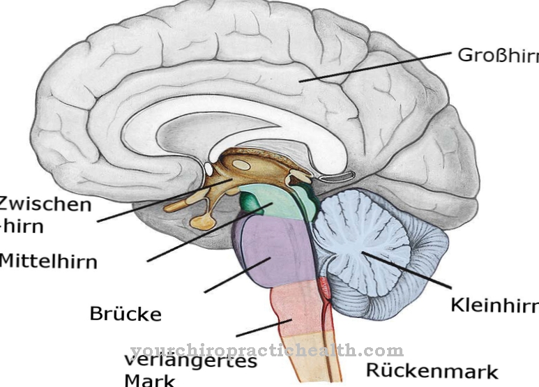 Vidurinės smegenys