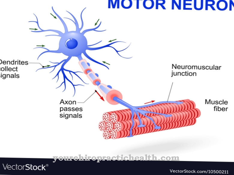Neuronul motor