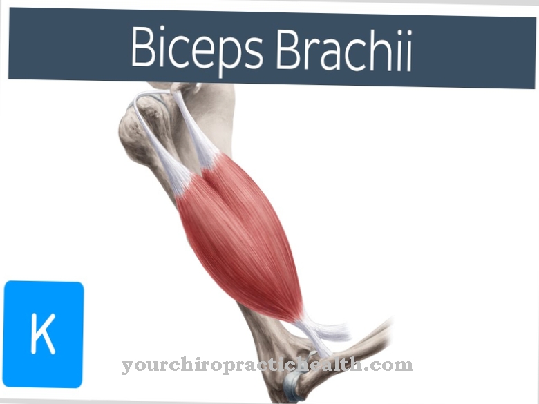 Biceps brachii muscle