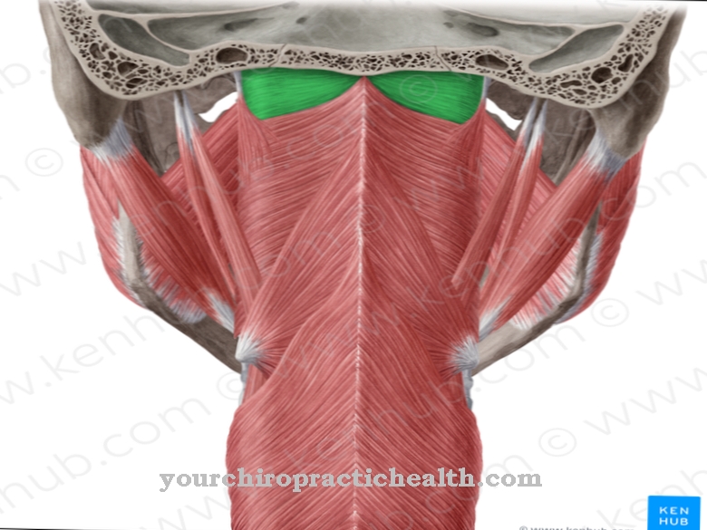 Musculus constrictor pharyngis superior