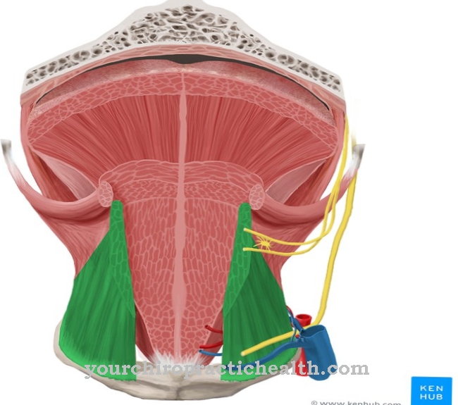 Anatomi - Otot Hyoglossus