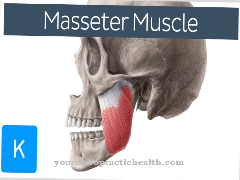Masseter muscle