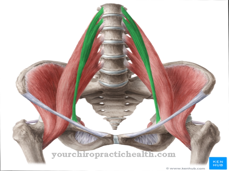 Psoas mindre muskel