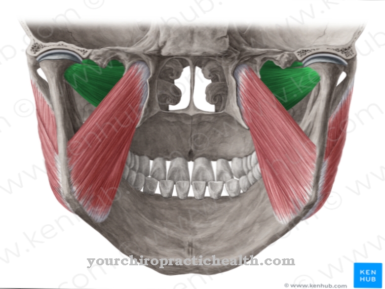 Lateral pterygoid muskel