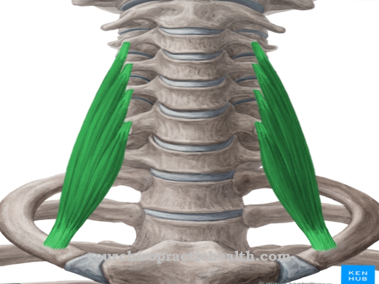 Anatomija - Sprednja mišica Scalenus