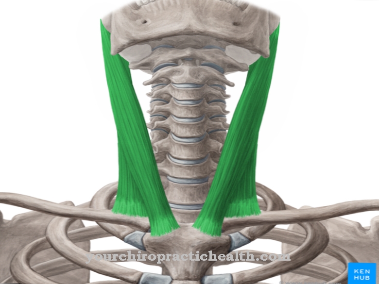 Anatomi - Sternocleidomastoid muskel