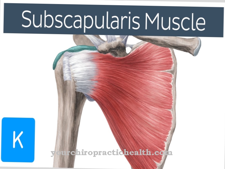 Subscapularis muscle